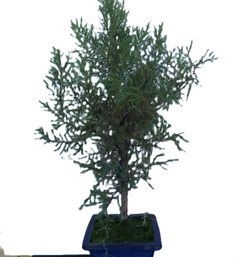 Arbol Bonsai De Ciprés Sp.