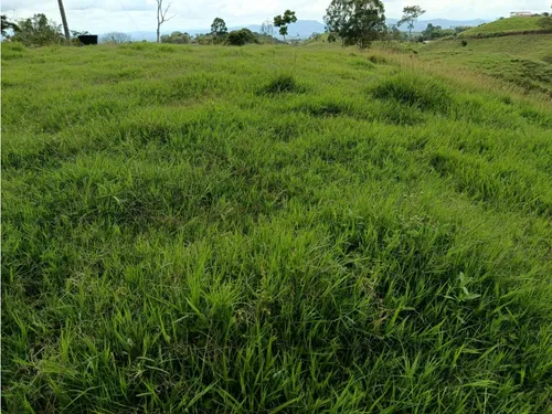 Venta Finca Filandia A Borde De Carretera - 20 Cuadras