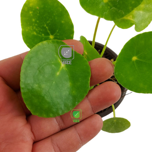 Imagen 7 de 7 de Planta Pilea (solo Cdmx)