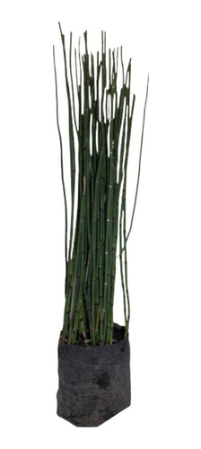 Planta De Exterior Equisetum Cola De Caballo En 3 Y 4 Litros