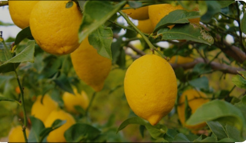 Vta Campo Con Limones Y 2 Hectáreas De Naranjas Para Jugoen
