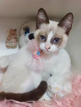 Comprar Gatito Siamés Snowshoe Divino Fotos Reales