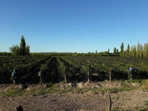 Imagen 12 de 30 de 3 Fincas Con Bodega En Venta Cañada Seca.