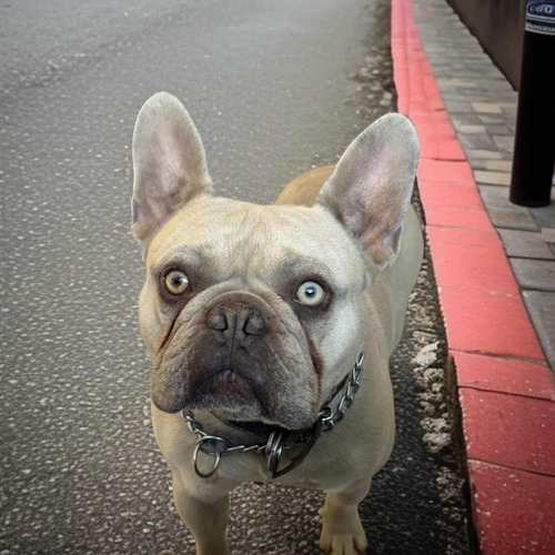 Semental Bulldog Francés