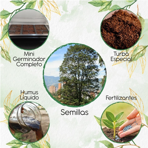 100 Semillas De Árbol Ciprés + Kit De Germinación Especial