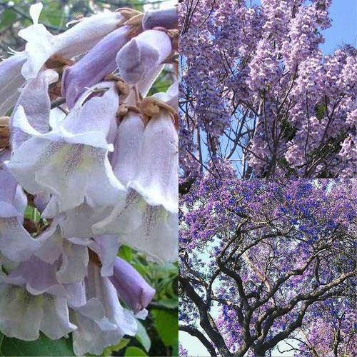 600 Semillas Paulownia Elongata Arbol Maderable U Ornamental