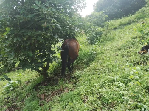 Finca Via Juntas - Ibagué