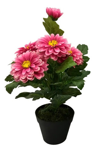 15 Semillas De Plantas Florales Zinnia 