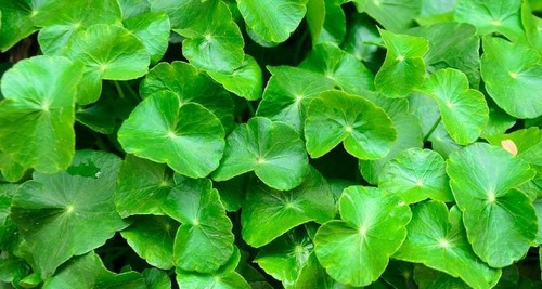 Centella Asiatica Ervas Para Chá