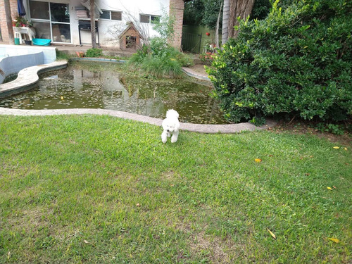 Imagen 2 de 9 de Pensionado Guarderia Canina_ Experiencia_seguridad_atención