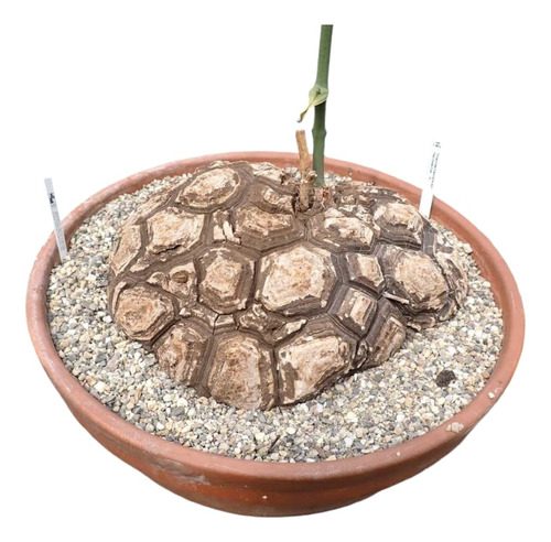Cyca Silver, Dioscorea Y Cyca Revoluta