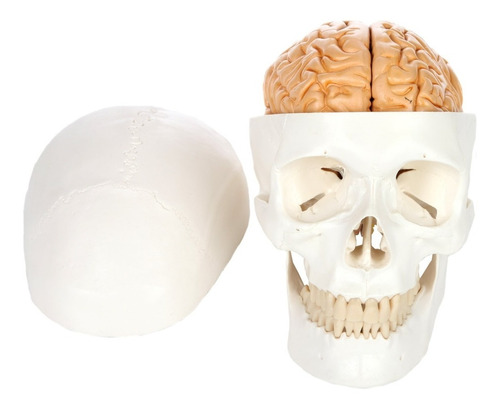 Cráneo Con Cerebro  - Modelo Anatómico Desarmable