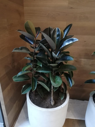 Ficus Elástica (4 Piezas.)