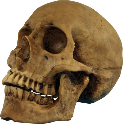 Decoración Halloween Craneo Humano De Resina Resin Cranium