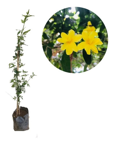 Muda De Jasmim Amarelo Pendente - Perfeito Para Jardineiras | Parcelamento  sem juros