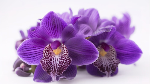 Planta Orquídea Purple Extraterrestre, Nueva Colección 