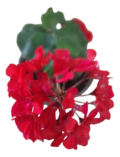 Hermosa Planta Malvon Pensamiento Rojo - Estilo Gep