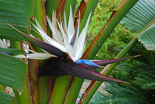 Strelitzia Nicolai (ave Del Paraíso Gigante) 40lts