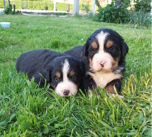 Vendo Adorables Cachorros Bernes De La Montaña 