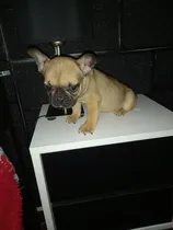 Comprar Bulldog Francés Hembra Fawn Vacunada