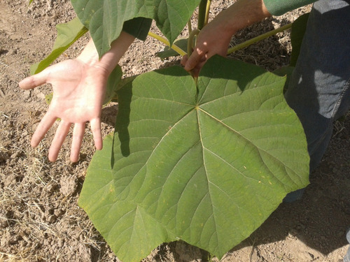 Paulonia, Árbol Dedalero, Árbol De La Emperatriz, Kiri 10lts