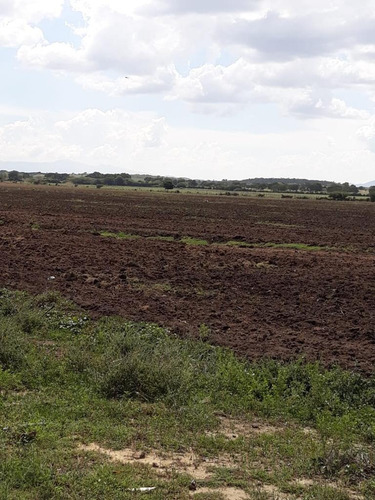 Vendo Finca En Guayubin Monte Cristi Para La Siembra De Vegetales 1,000 Tareas Con Sistema De Goteo, Sistema De Bombeo, Sistema De Riego Y Laguna Artificial De 5 Millones De Galones