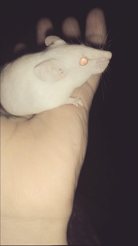 Ratones Albinos