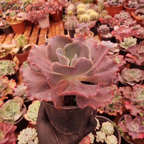 Muda Suculenta Echeveria Gibbiflora Black Rose