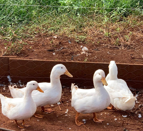 Ovos Galados Marreco De Pequim