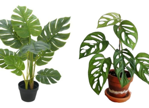 Plantas Costela De Adão E Costela De Eva Kit 02 Planta Adult