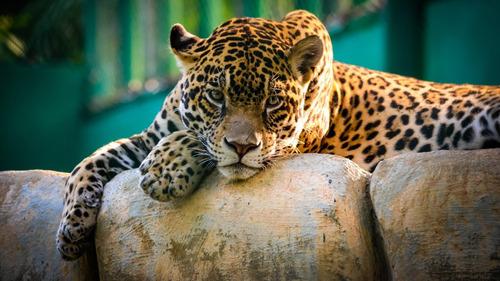 Jaguar En Roca Lienzo Canvas Cuadro Decorativo Moderno