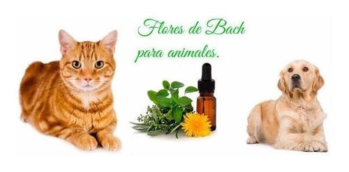  Flores De Bach Para Mascotas