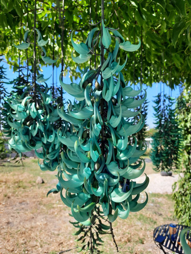 Enredadera De Jade Strongylodon Macrobotrys
