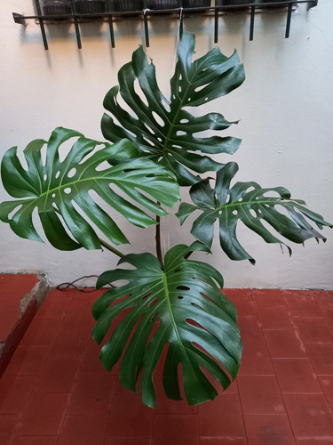 Monstera Deliciosa Grande Altura 1.10mts 4 Hojas