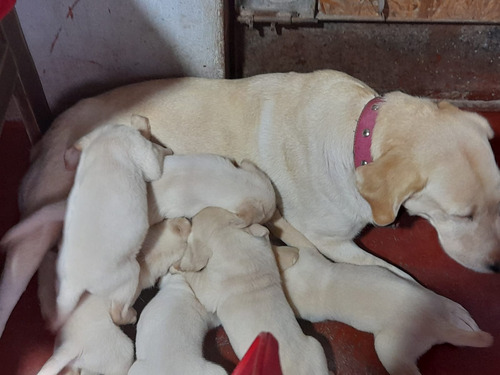 Cachorros Labradores Retriever