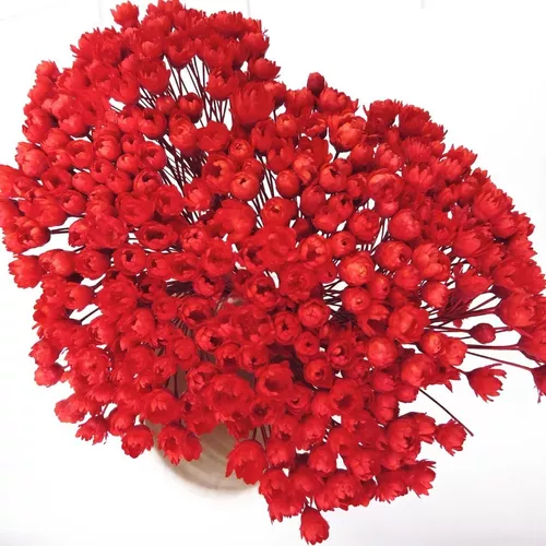 Flores Desidratadas - Florzinha Sempre Viva Vermelha | MercadoLivre