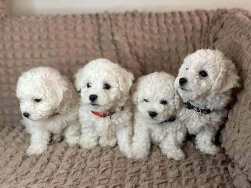 Cachorros Bichon Frisé Bonitos