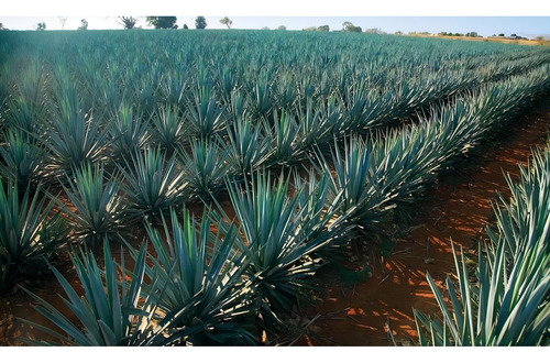 Caja De 6 Tequila Orendain Blanco Pet 1.75 L
