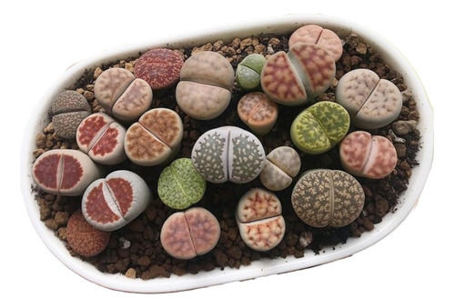 Kit Para Sembrar 15 Suculentas Lithops + Macetas + Sustrato