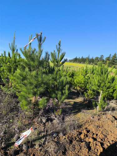 Parcelas Planas En Pichilemu, Orilla De Asfalto.