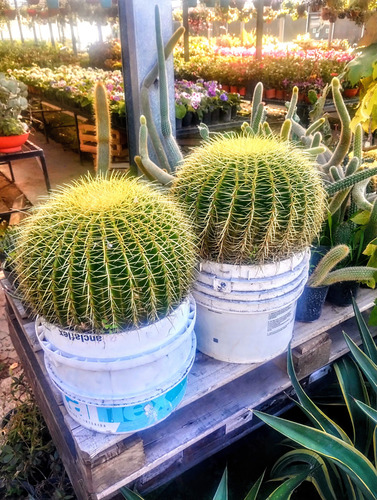 Cactus Echinocactus Grusonii - Asiento De Suegra - Gigantes