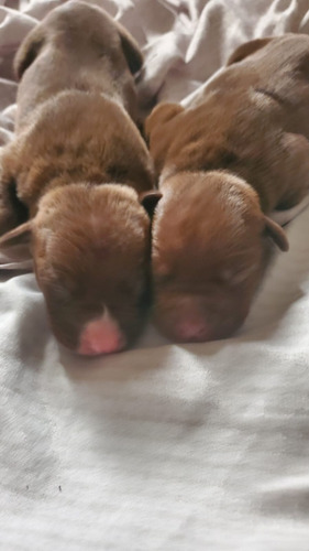 Venta De Perritos Pitbul Allí Están Las Fotos De Los Papas