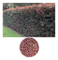Comprar 350 Semillas De Eugenias Para Cerca Viva, Macetas