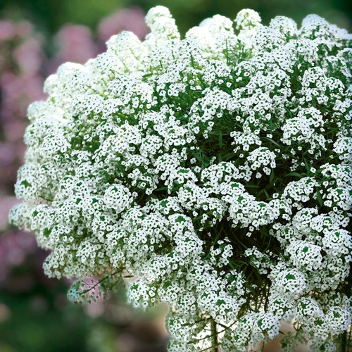 Semillas Flor Aliso Doble Variado Flores