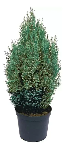 Chamaecyparis Lawsoniana Ellwoodii Pillar, Conífera !