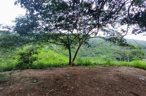 Imagen 15 de 30 de Vendo Finca En Tocuyito Vía Cachinche ( Dt )