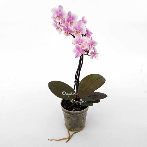 Orquídea Phalaenopsis Mini Flor Branca E Lilás Planta Adulta | MercadoLivre