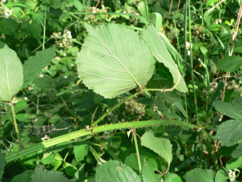 Malva Branca - Alteia 100 Gr, Erva Seca Para Chá