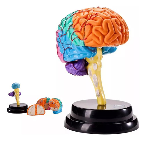 Modelagem Funcional De Ferramentas De Anatomia Cerebral C