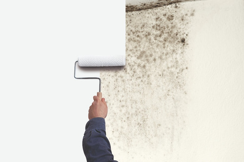 Imagen 2 de 7 de Primario Fondo Anti Hongo Zinsser Base Agua Blanco 3.78lt